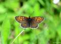 Melitaea caucasogenita (Posoflu Amannisa)